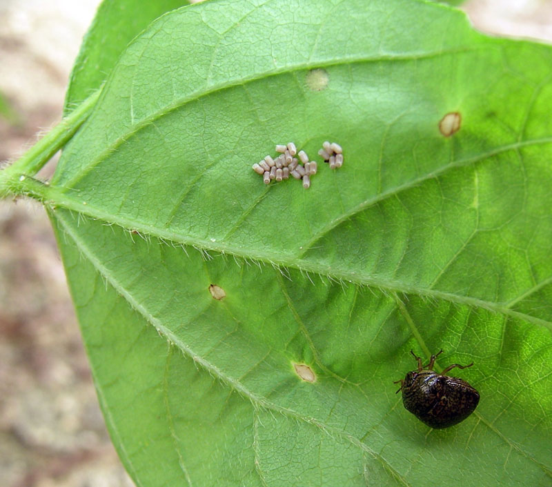 マルカメムシの写真2