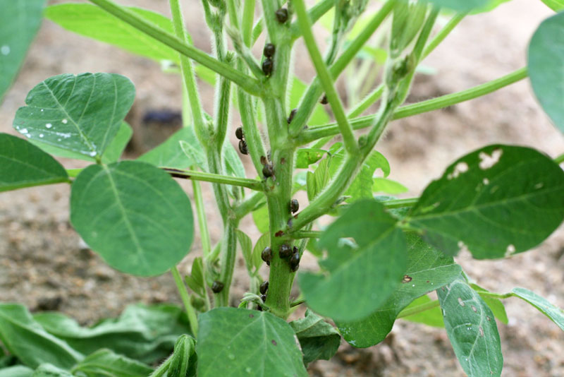 マルカメムシの写真3