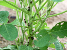 マルカメムシ形態3