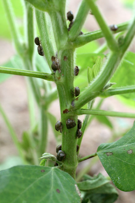 マルカメムシの写真4