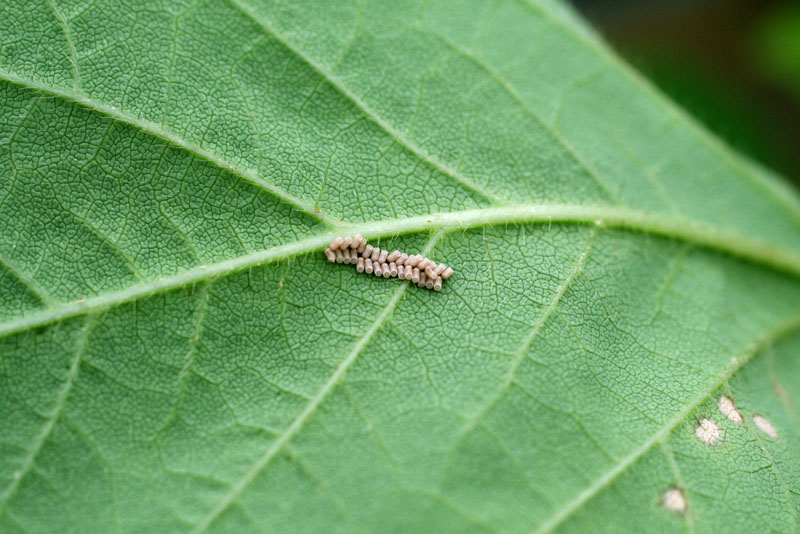 マルカメムシの写真5