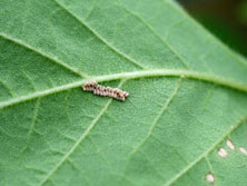 マルカメムシ形態5