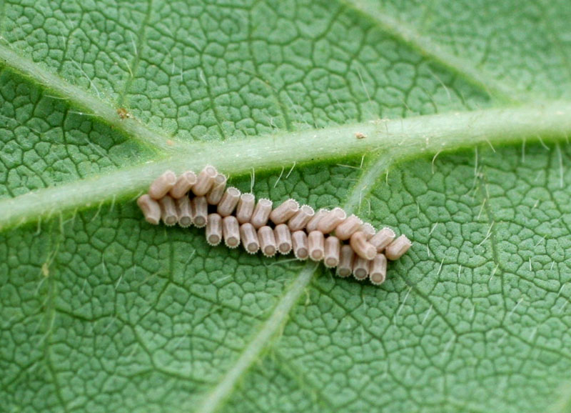 マルカメムシの写真6