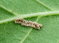 マルカメムシ形態6