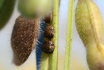 マルカメムシ形態7