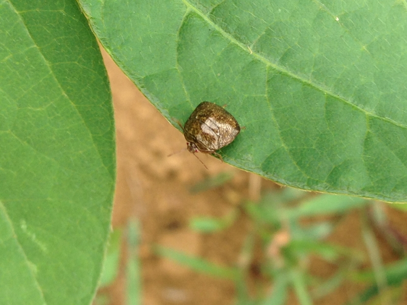 マルカメムシの写真1