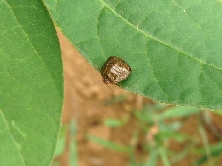 マルカメムシ形態2