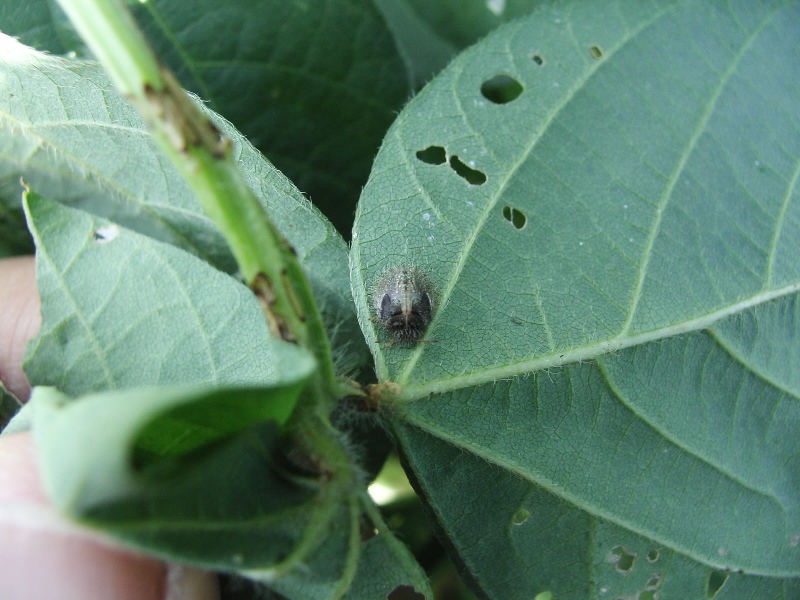 マルカメムシ形態8