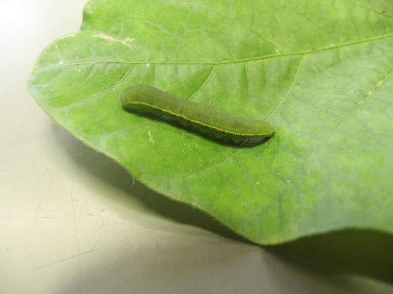 モンキチョウ形態1