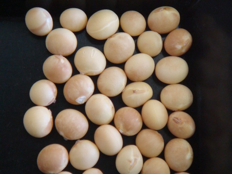 ダイズモザイク病 病徴1