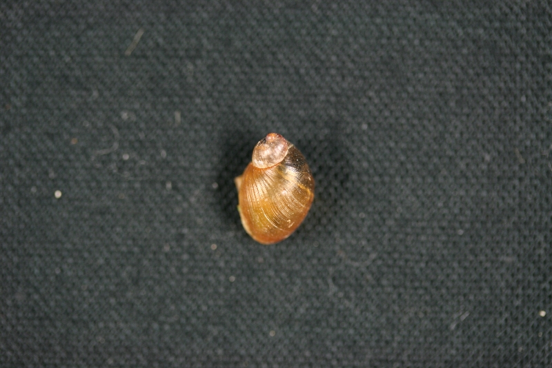 原因不明の虫4-1