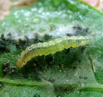 ウコンノメイガの写真