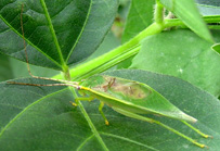 アオマツムシの写真