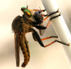 ムシヒキアブの仲間の写真