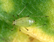 ジャガイモヒゲナガアブラムシ
の写真