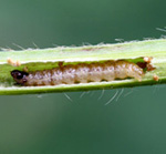 アズキノメイガの写真