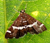 シロオビノメイガの写真