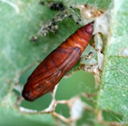 ウコンノメイガのさなぎの写真