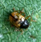 ヒメキバネサルハムシ