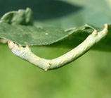 ヨモギエダシャクの写真1