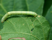 ヨモギエダシャクの写真2