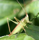 不明のバッタの写真1