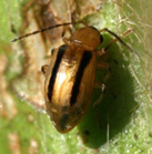 フタスジヒメハムシ