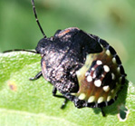 アオクサカメムシの幼虫3