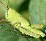 ツチイナゴの幼虫写真