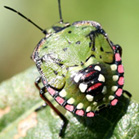 アオクサカメムシの幼虫2