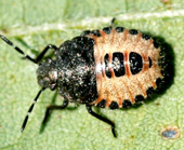 ブチヒゲカメムシの幼虫の写真