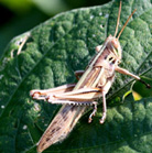 ツチイナゴの写真2