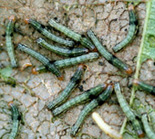 ハスモンヨトウの幼虫写真