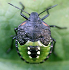 アオクサカメムシの幼虫4