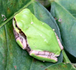 アマガエルの写真