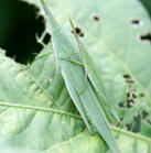 オンブバッタの写真