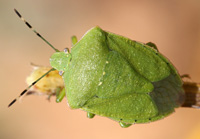 アオクサカメムシの写真