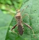 ホソヘリカメムシ