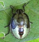 イチモンジカメムシの幼虫（原図：菊地淳志）