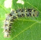 ヒメアカタテハ