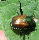 マメコガネの写真