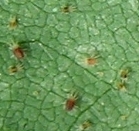 ハダニ類の写真