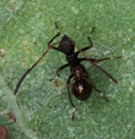 ホソヘリカメムシ幼虫