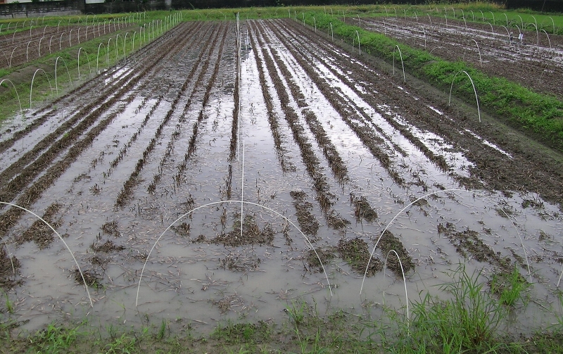 大雨で水没したダイズ圃場