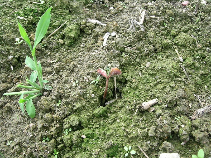 Pythiumによる苗立枯れ（子葉の赤いのは薬剤の色）