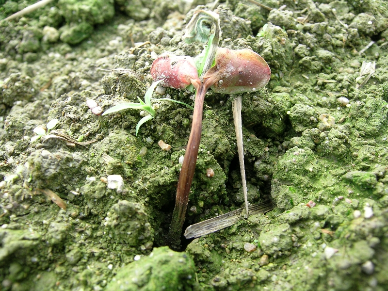 Pythiumによる苗立枯れ（子葉の赤いのは薬剤の色）