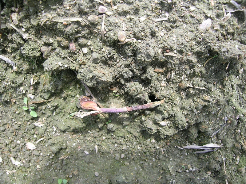 Pythiumによる苗立枯れ（子葉の赤いのは薬剤の色）