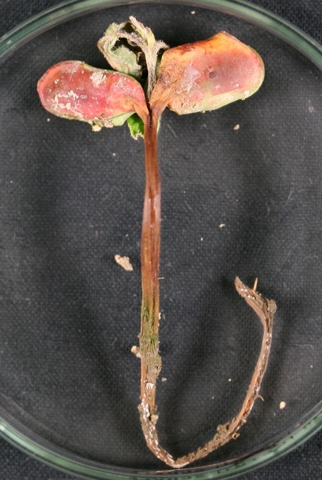 Pythiumによる苗立枯れ（子葉の赤いのは薬剤の色）