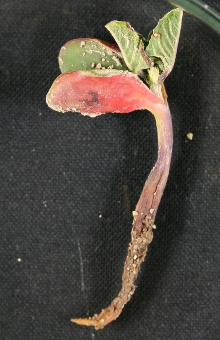 Pythiumによる苗立枯れ（子葉の赤いのは薬剤の色）