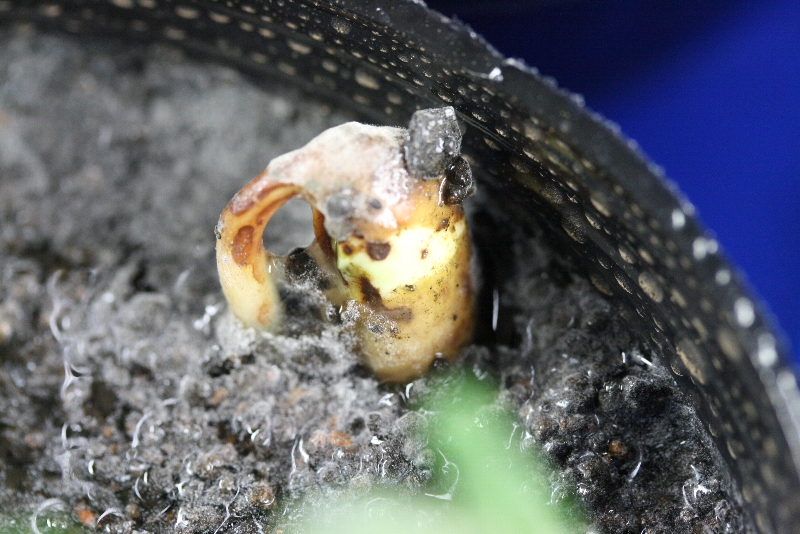 Pythiumによる苗立枯れ